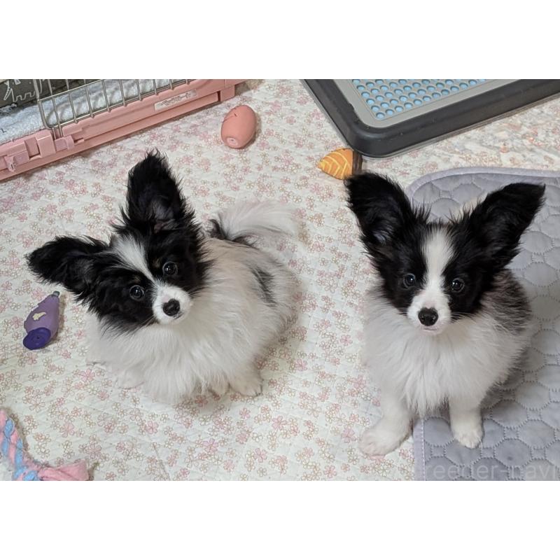 水野日出子ブリーダーの詳細の1枚目