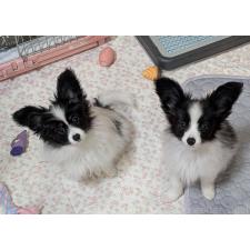 水野日出子ブリーダー