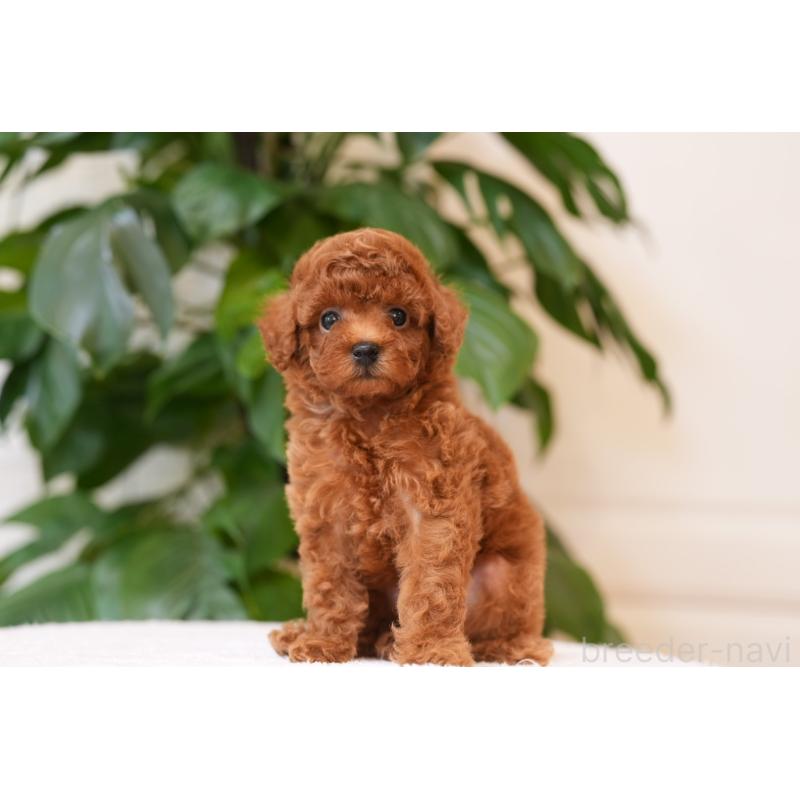 成約済の千葉県のタイニープードル-441108の2枚目