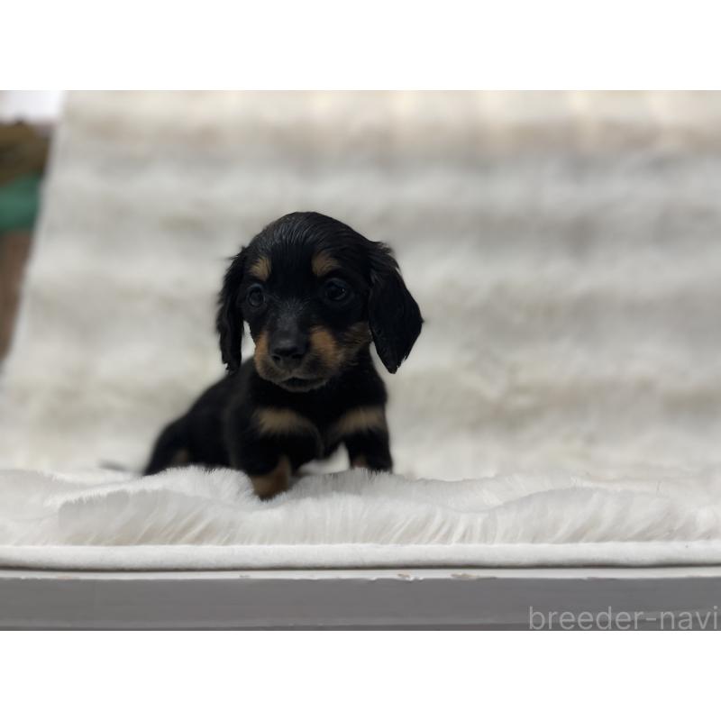 成約済の愛知県のミニチュアダックスフンド(ロングヘアード)-437053の7枚目