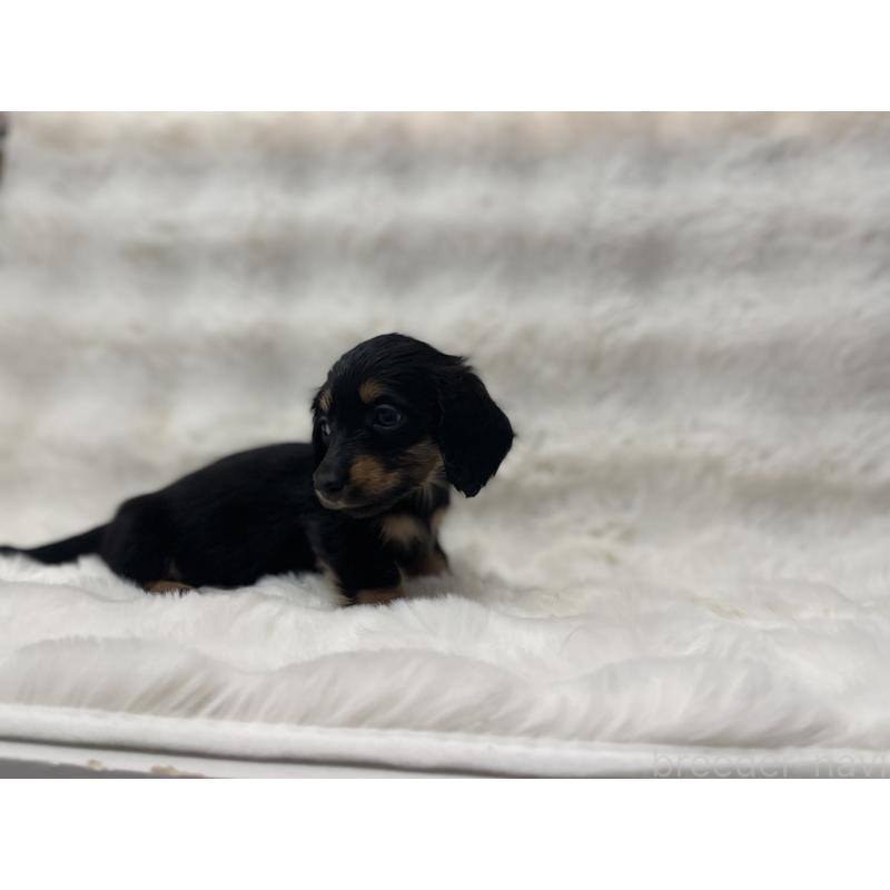 成約済の愛知県のミニチュアダックスフンド(ロングヘアード)-437053の6枚目