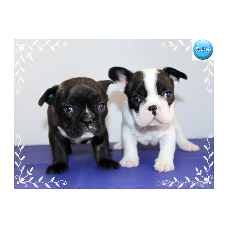 成約済の神奈川県のフレンチブルドッグ-441541の5枚目