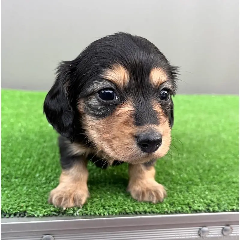 成約済の兵庫県のカニンヘンダックスフンド(ロングヘアード)-442215の9枚目