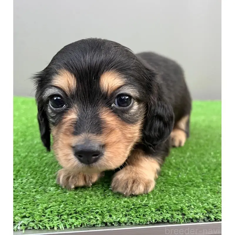 成約済の兵庫県のカニンヘンダックスフンド(ロングヘアード)-442215の8枚目