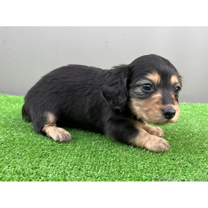 成約済の兵庫県のカニンヘンダックスフンド(ロングヘアード)-442215の7枚目