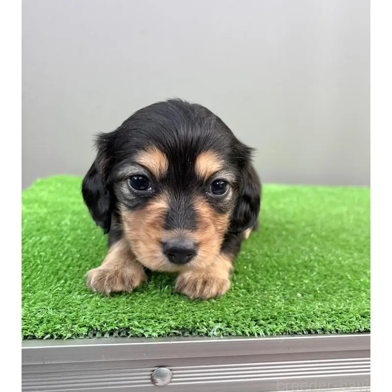 成約済の兵庫県のカニンヘンダックスフンド(ロングヘアード)-442215の6枚目