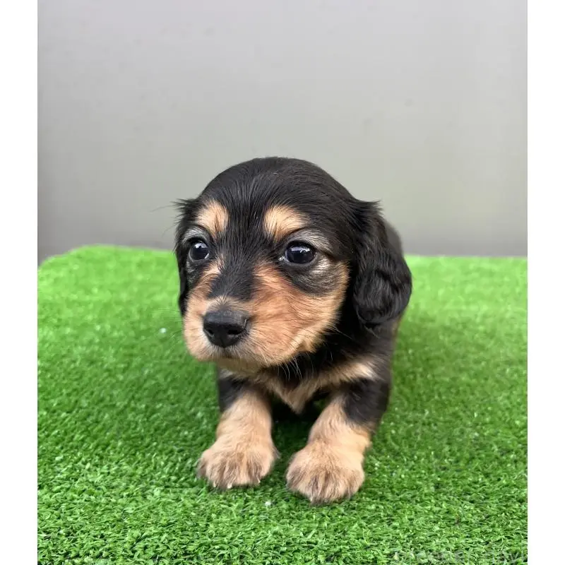 成約済の兵庫県のカニンヘンダックスフンド(ロングヘアード)-442215の4枚目