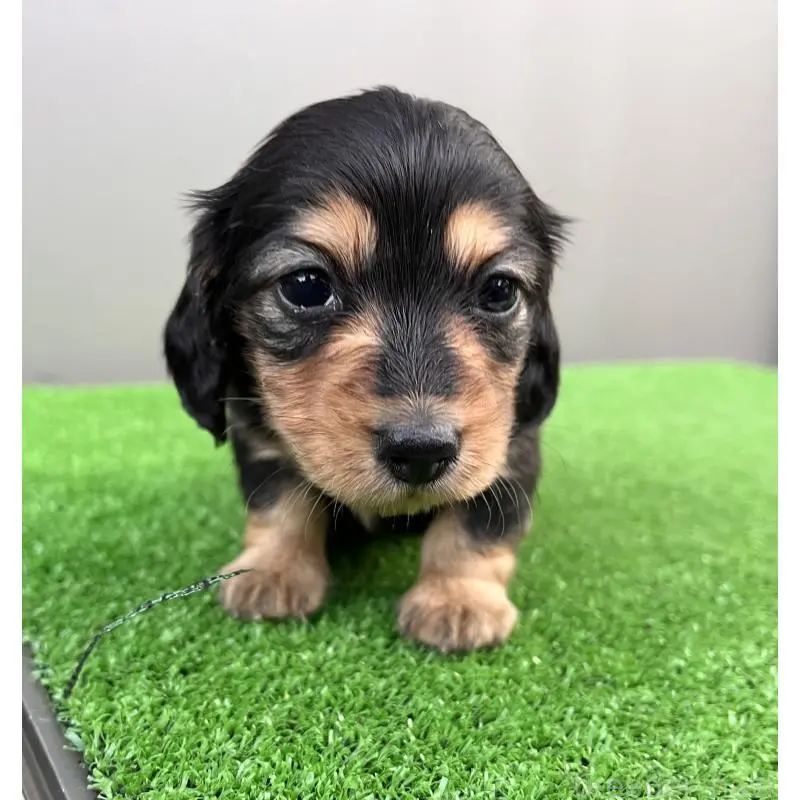 成約済の兵庫県のカニンヘンダックスフンド(ロングヘアード)-442215の3枚目