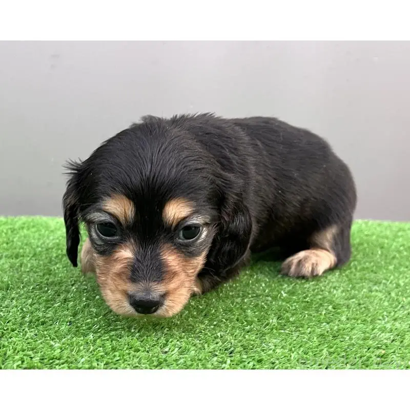 成約済の兵庫県のカニンヘンダックスフンド(ロングヘアード)-442215の2枚目