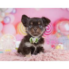 ♀︎チワワ(ロングコート)