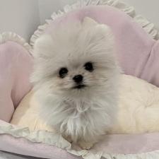 ♀︎ミックス犬