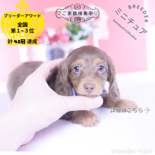 ♀︎ミニチュアダックスフンド(ロングヘアード)