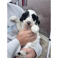 ♀︎スタンダードプードル