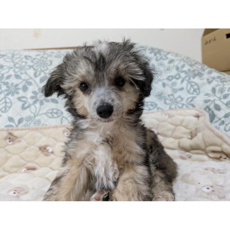 販売中の大分県のチャイニーズクレステッドドッグ-431883の10枚目