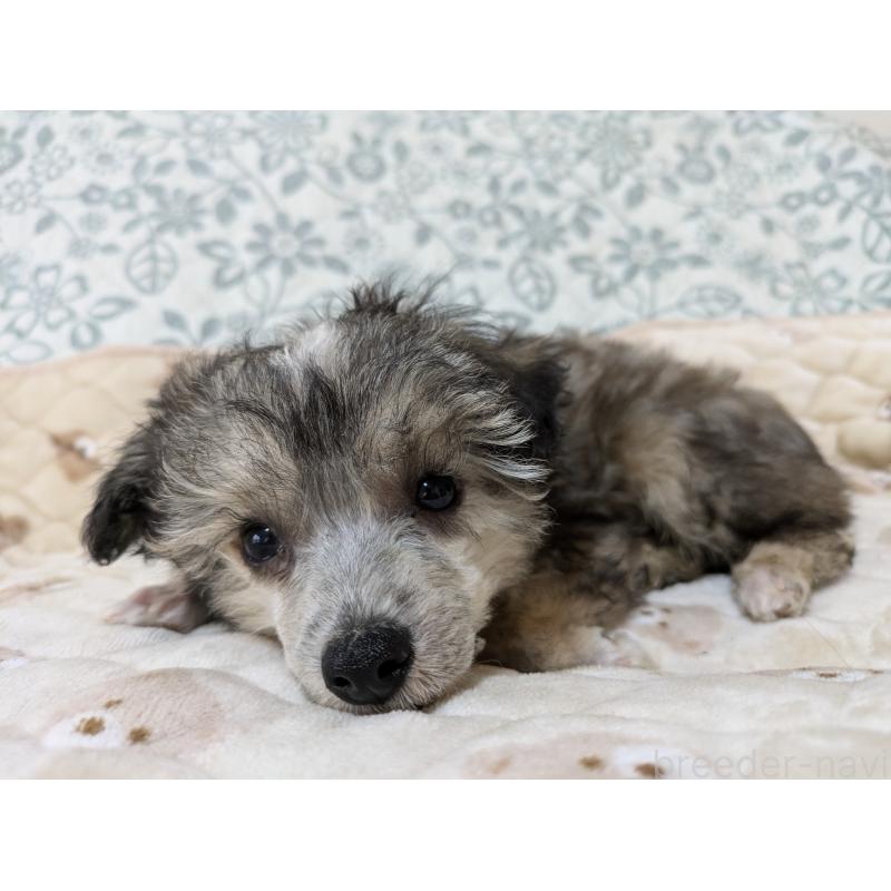 販売中の大分県のチャイニーズクレステッドドッグ-431883の9枚目