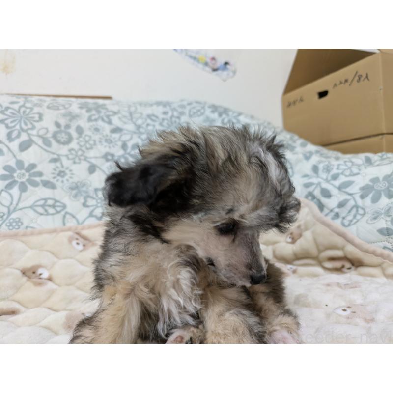 販売中の大分県のチャイニーズクレステッドドッグ-431883の8枚目