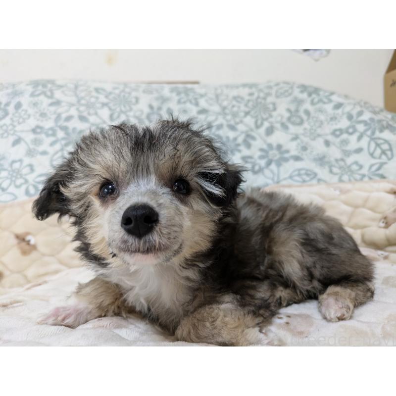 販売中の大分県のチャイニーズクレステッドドッグ-431883の6枚目