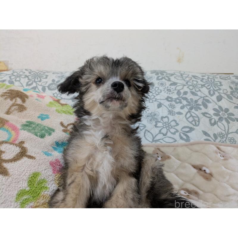 販売中の大分県のチャイニーズクレステッドドッグ-431883の5枚目