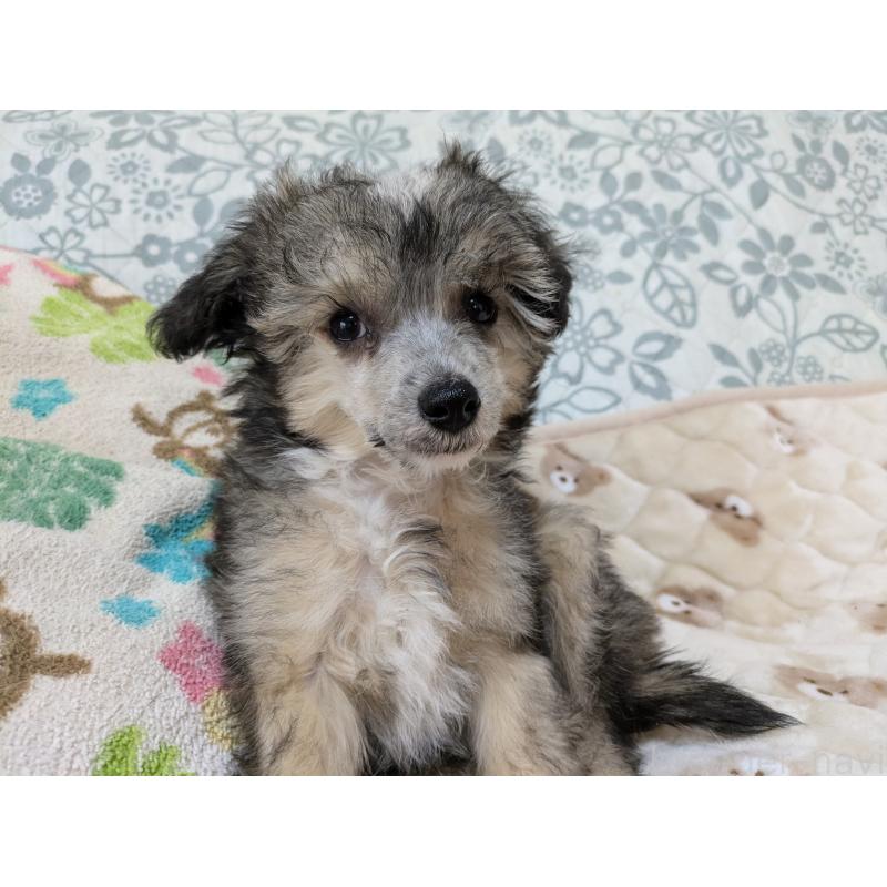 販売中の大分県のチャイニーズクレステッドドッグ-431883の4枚目