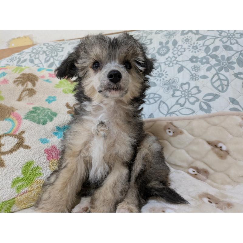 販売中の大分県のチャイニーズクレステッドドッグ-431883の3枚目