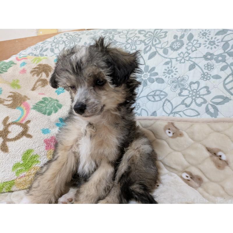 販売中の大分県のチャイニーズクレステッドドッグ-431883の2枚目