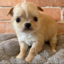 ♀︎チワワ(ロングコート)