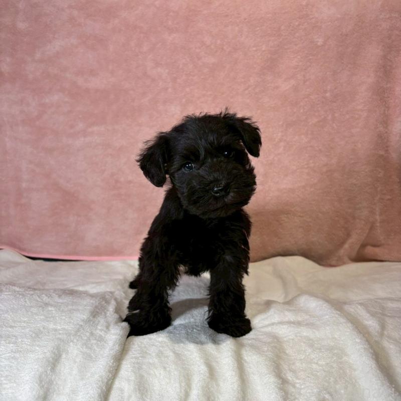 成約済の大阪府のミニチュアシュナウザー-441500の13枚目