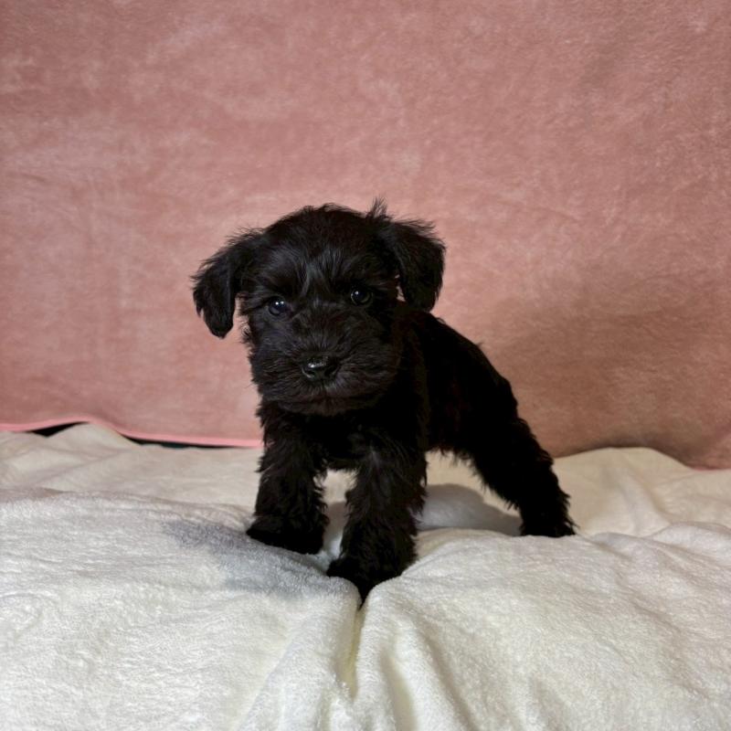 成約済の大阪府のミニチュアシュナウザー-441500の12枚目