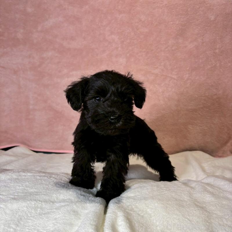 成約済の大阪府のミニチュアシュナウザー-441500の11枚目