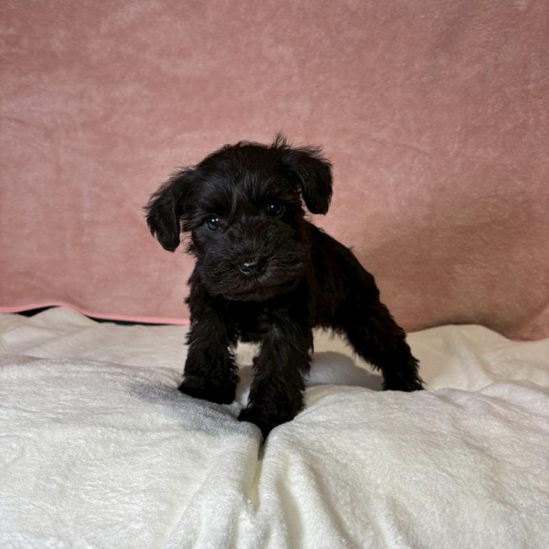 成約済の大阪府のミニチュアシュナウザー-441500の10枚目