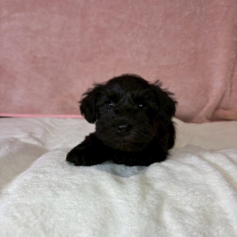 成約済の大阪府のミニチュアシュナウザー-441500の7枚目