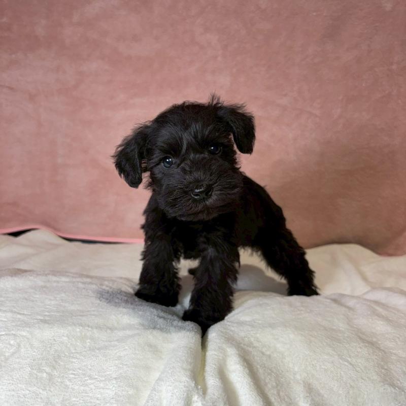 成約済の大阪府のミニチュアシュナウザー-441500の6枚目