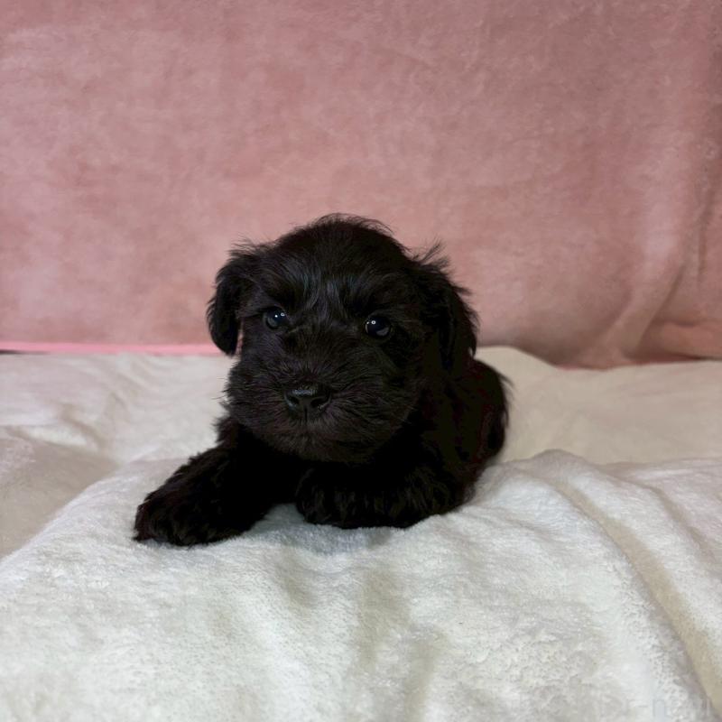 成約済の大阪府のミニチュアシュナウザー-441500の4枚目