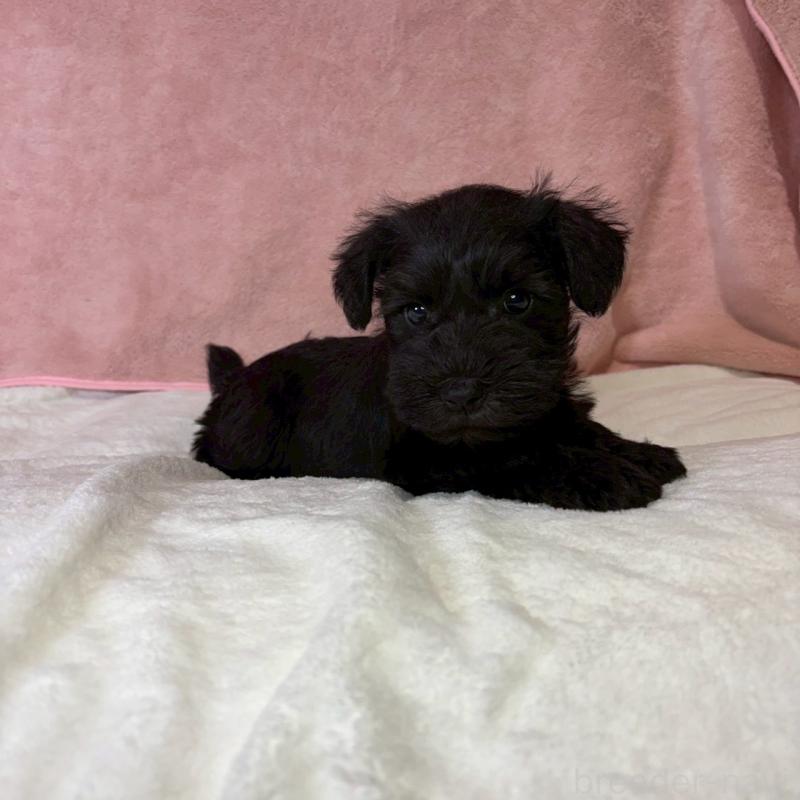 成約済の大阪府のミニチュアシュナウザー-441500の3枚目