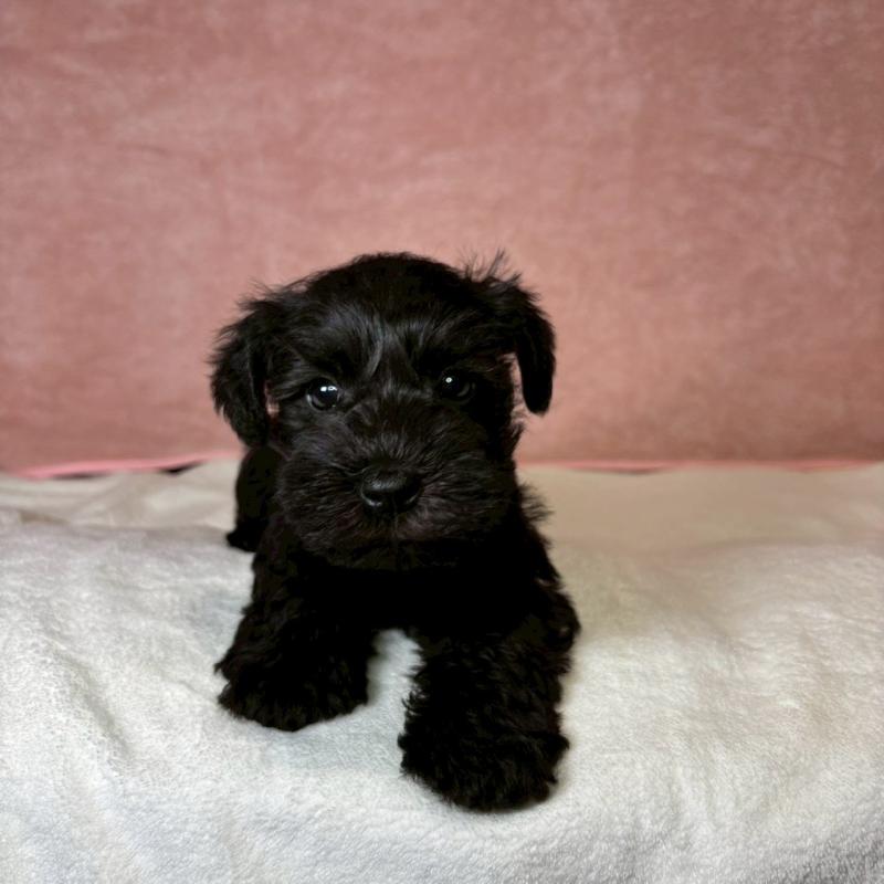 成約済の大阪府のミニチュアシュナウザー-441500の2枚目