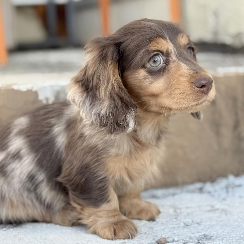 成約済の埼玉県のミニチュアダックスフンド(ロングヘアード)-440901の10枚目