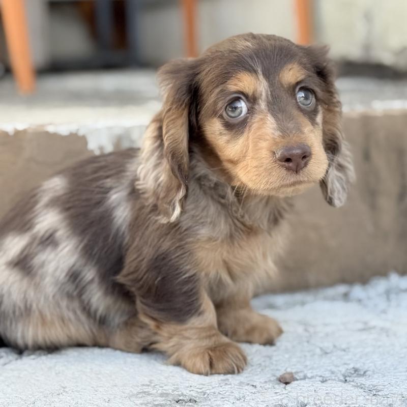 成約済の埼玉県のミニチュアダックスフンド(ロングヘアード)-440901の9枚目