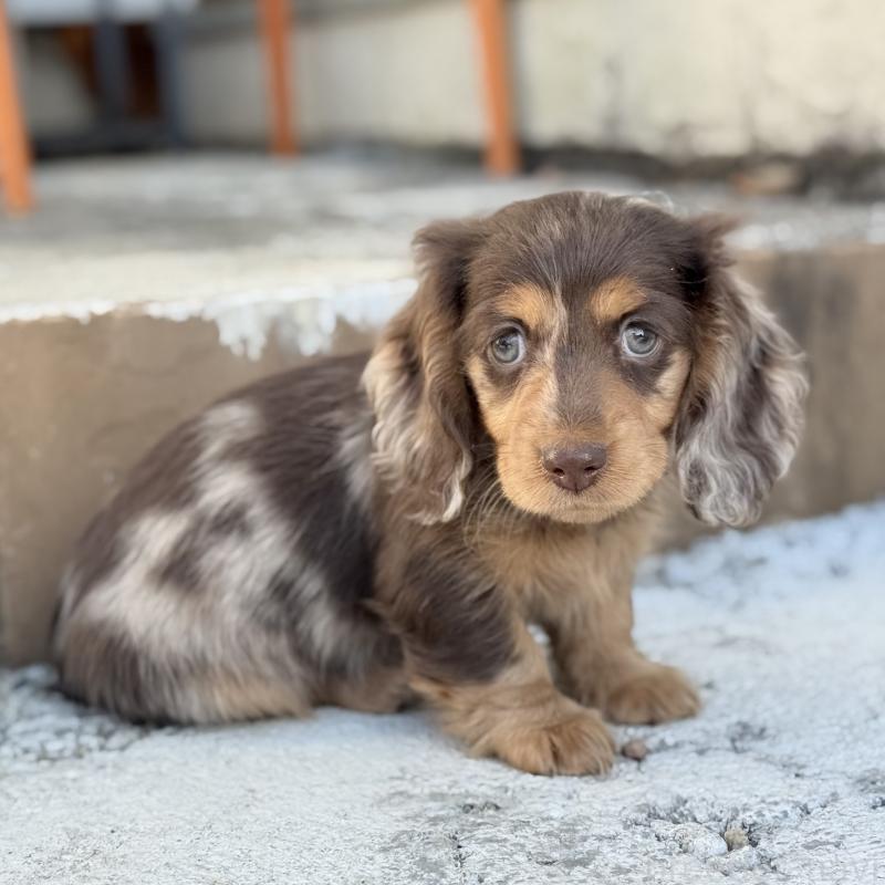 ♀︎ミニチュアダックスフンド(ロングヘアード)