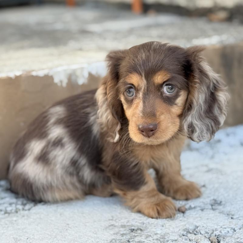 成約済の埼玉県のミニチュアダックスフンド(ロングヘアード)-440901の8枚目
