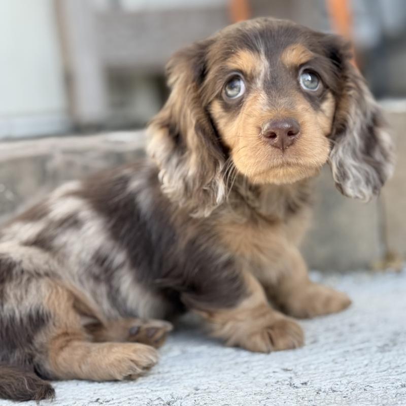 成約済の埼玉県のミニチュアダックスフンド(ロングヘアード)-440901の6枚目