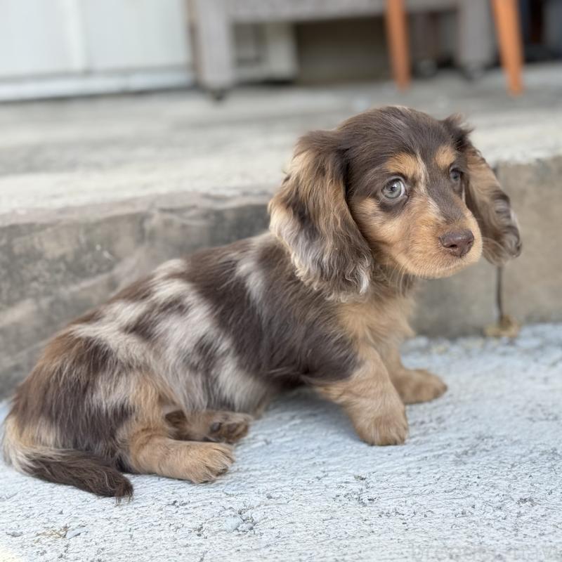 成約済の埼玉県のミニチュアダックスフンド(ロングヘアード)-440901の5枚目