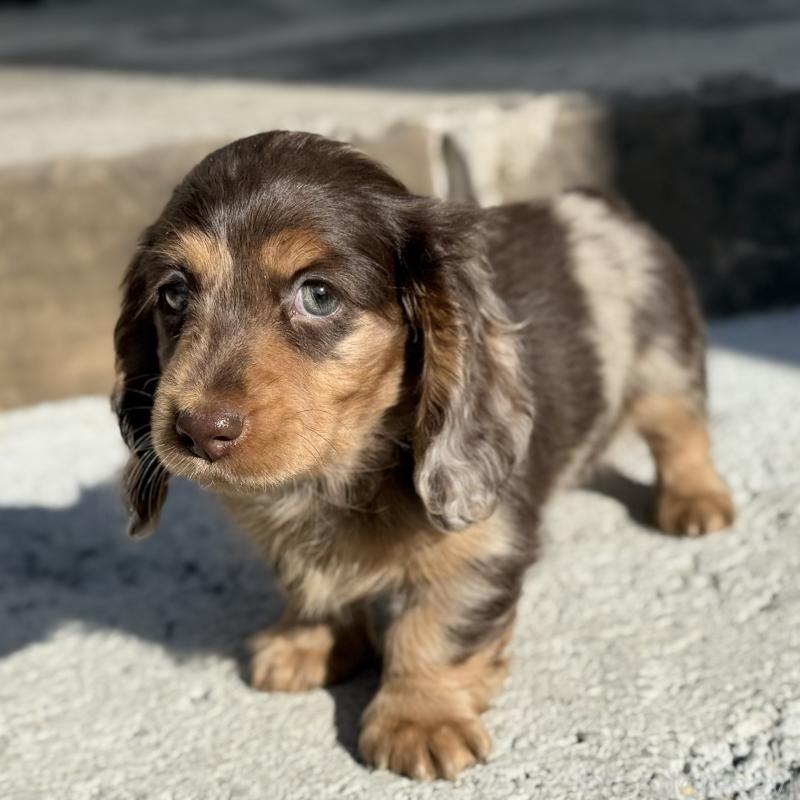 成約済の埼玉県のミニチュアダックスフンド(ロングヘアード)-440901の4枚目