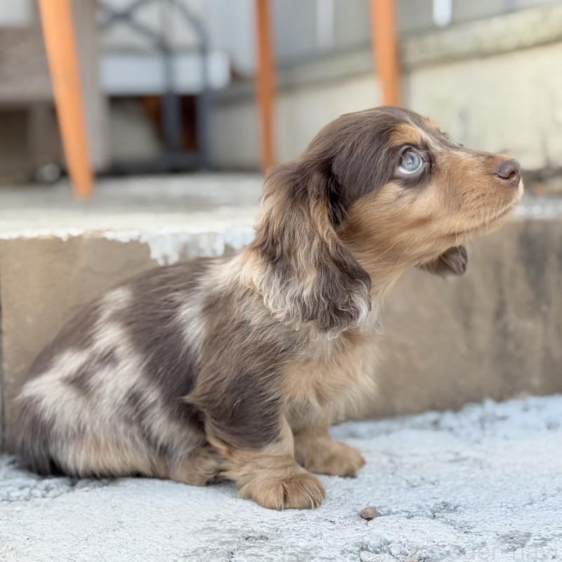 成約済の埼玉県のミニチュアダックスフンド(ロングヘアード)-440901の3枚目