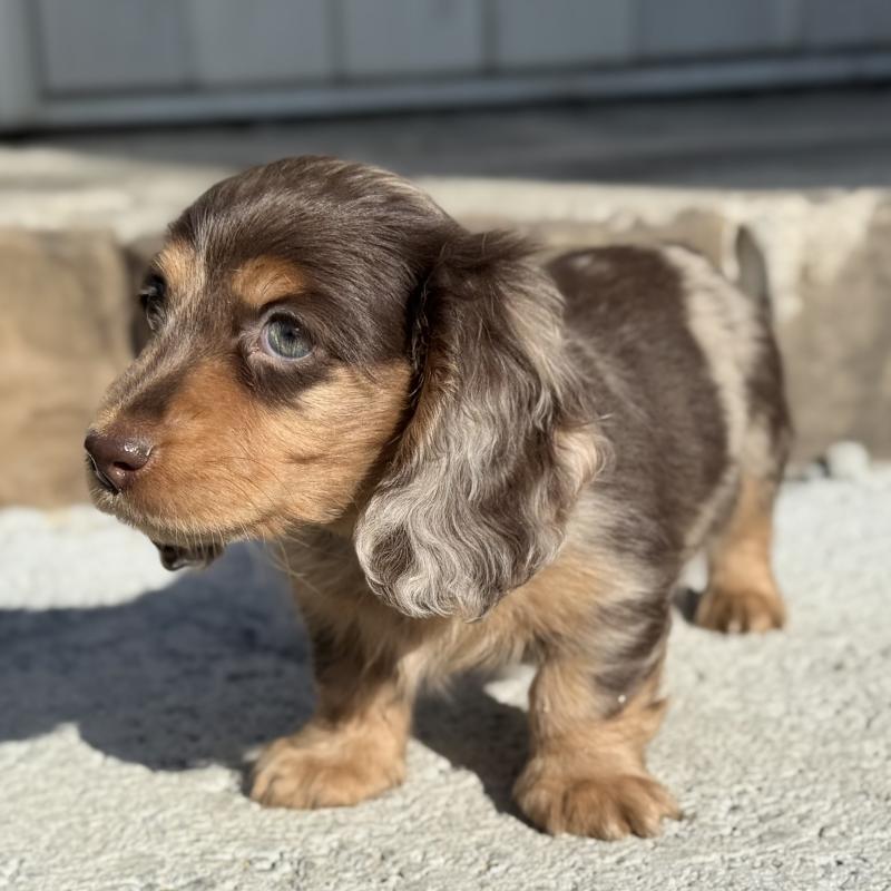 成約済の埼玉県のミニチュアダックスフンド(ロングヘアード)-440901の2枚目