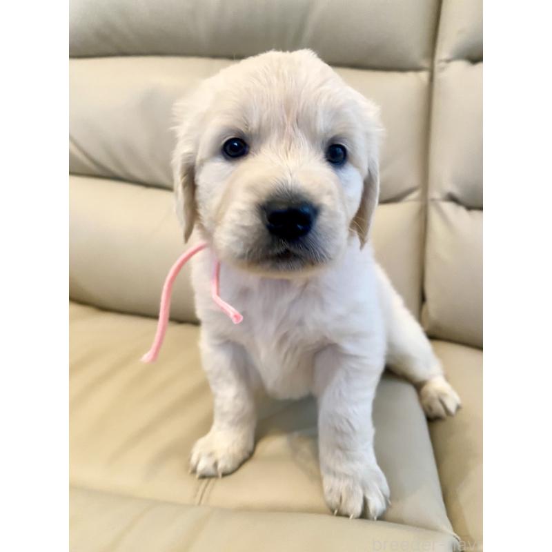 成約済の東京都のゴールデンレトリーバー-440396の11枚目