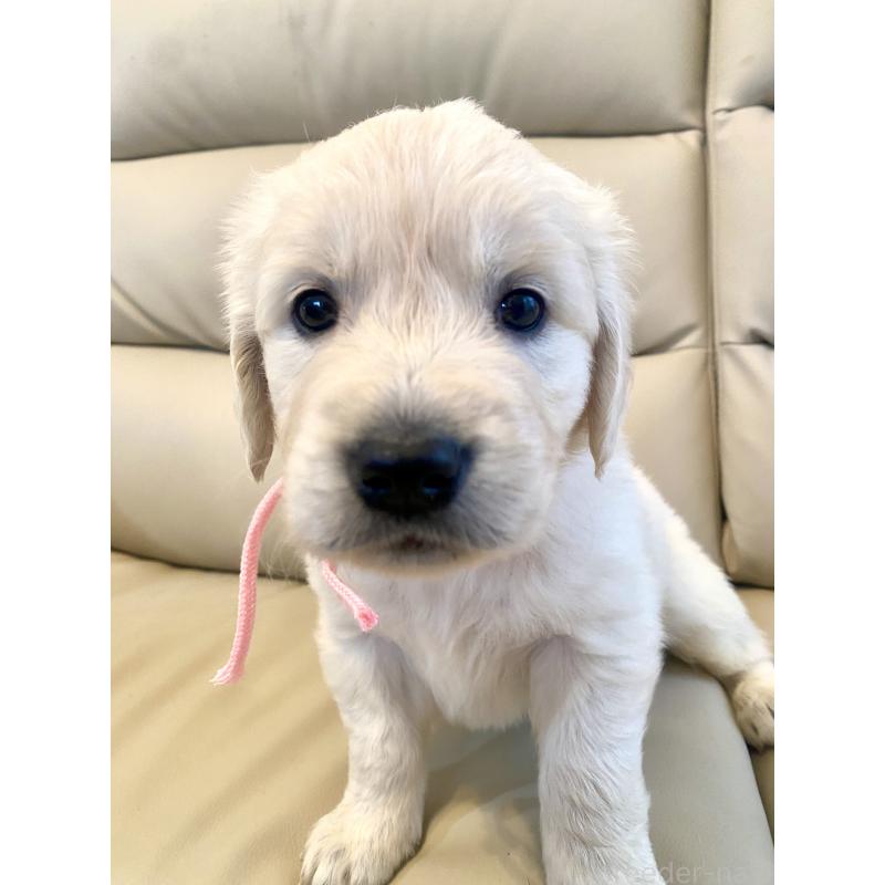 成約済の東京都のゴールデンレトリーバー-440396の10枚目