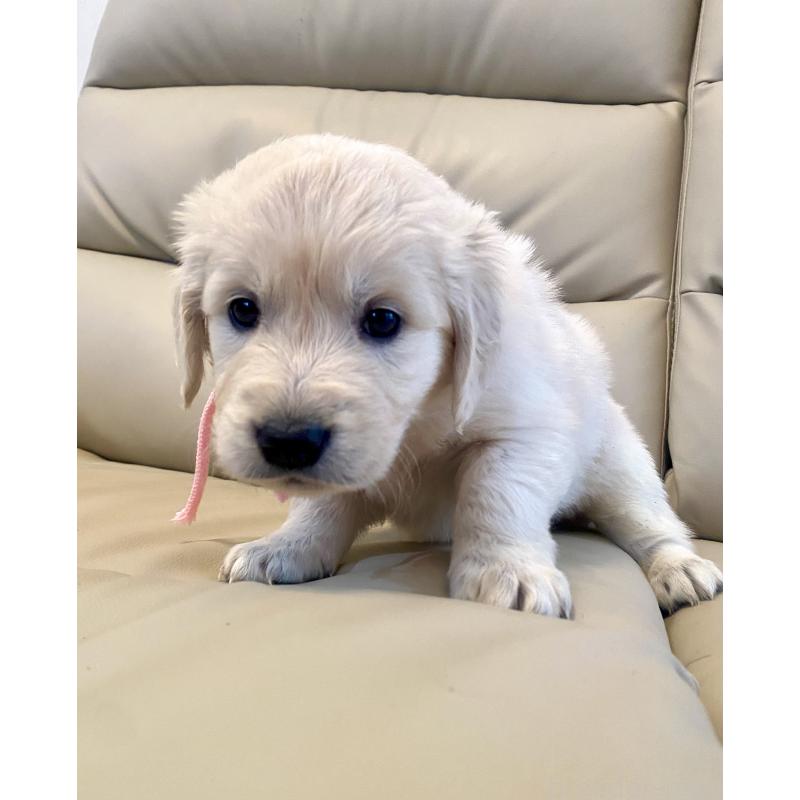 成約済の東京都のゴールデンレトリーバー-440396の9枚目