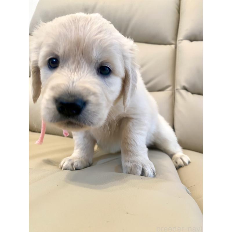 成約済の東京都のゴールデンレトリーバー-440396の8枚目