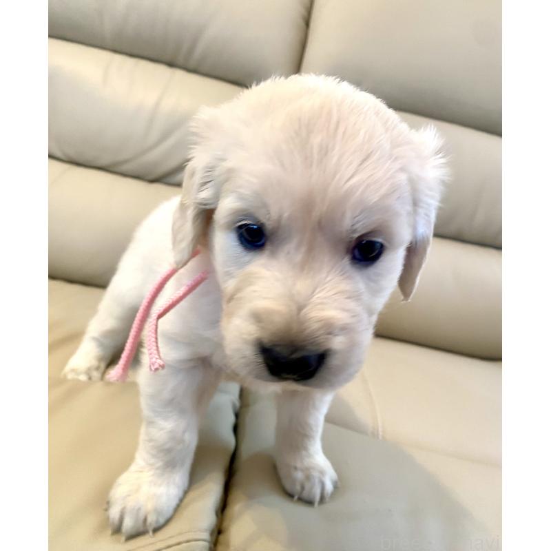 成約済の東京都のゴールデンレトリーバー-440396の7枚目