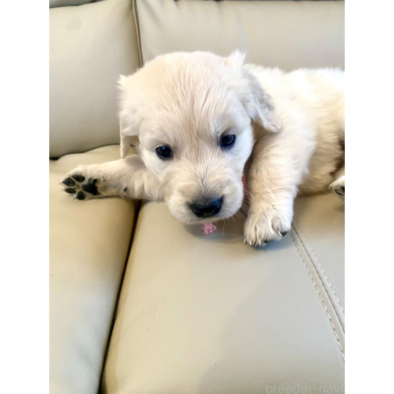 成約済の東京都のゴールデンレトリーバー-440396の6枚目